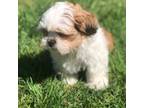 Shih Tzu Puppy for sale in Lakewood, WA, USA