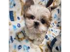 Shih Tzu Puppy for sale in Lakewood, WA, USA