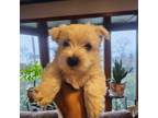 West Highland White Terrier Puppy for sale in Queens, NY, USA
