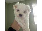 Bichon Frise Puppy for sale in Hudson, FL, USA