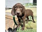 German Shorthaired Pointer Puppy for sale in Sterling, CO, USA
