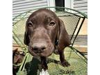 German Shorthaired Pointer Puppy for sale in Sterling, CO, USA