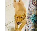 Golden Retriever Puppy for sale in San Antonio, TX, USA