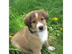 English Shepherd Puppy for sale in Williamson, NY, USA