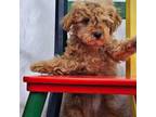 Poodle (Toy) Puppy for sale in Searcy, AR, USA