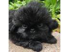 Pekingese Puppy for sale in Lone Oak, TX, USA