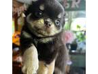 Chihuahua Puppy for sale in Chillicothe, OH, USA
