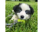 Miniature Australian Shepherd Puppy for sale in South Whitley, IN, USA