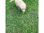 Golden Retriever Puppy for sale in Robinson, TX, USA