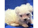 Maltese Puppy for sale in Sulphur Springs, TX, USA