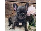 French Bulldog Puppy for sale in Perry, MO, USA