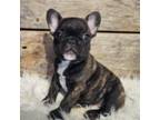French Bulldog Puppy for sale in Perry, MO, USA