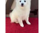 American Eskimo small breed