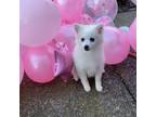 American Eskimo small breed