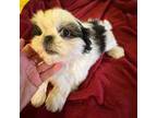 Shih Tzu Puppy for sale in Wingate, NC, USA