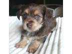 Shorkie Tzu Puppy for sale in Atlanta, GA, USA