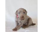 Weimaraner Puppy for sale in Marysville, CA, USA
