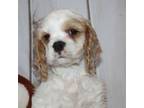 Cocker Spaniel Puppy for sale in Chico, CA, USA