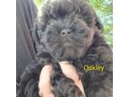 Shih-Poo Puppy for sale in Mount Olive, NC, USA