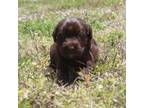 Labradoodle Puppy for sale in Lehigh Acres, FL, USA