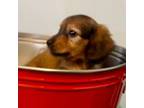 Dachshund Puppy for sale in Deridder, LA, USA