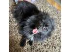 Pomeranian Puppy for sale in Chester, PA, USA