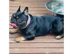 French Bulldog Puppy for sale in Chester, PA, USA