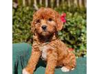 Cavapoo Puppy for sale in Dillwyn, VA, USA