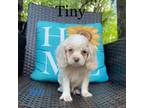 Cocker Spaniel Puppy for sale in Silver Spring, MD, USA