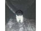 Poodle (Toy) Puppy for sale in Dillon, SC, USA