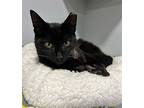 Footloose (fcid# 03/12/2024 - 110) Dc, Domestic Shorthair For Adoption In