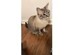 Judy, Domestic Shorthair For Adoption In Bossier City, Louisiana