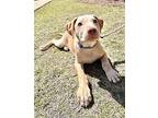 Sam, Labrador Retriever For Adoption In Olive Branch, Mississippi