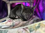 Meowdith Grey, Domestic Shorthair For Adoption In Auburn, Washington