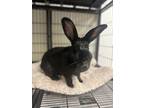 Bb (bunny), American For Adoption In Bowling Green, Kentucky