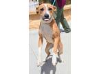 Lady, American Pit Bull Terrier For Adoption In Apple Valley, California