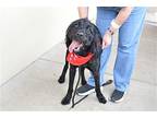 Winston, Irish Terrier For Adoption In Mckinney, Texas