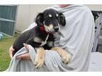 Milo, Labrador Retriever For Adoption In Mckinney, Texas