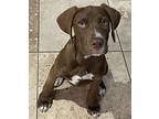 Mushroom, Labrador Retriever For Adoption In Athens, Tennessee