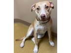 Rosie (obedience Trained), American Pit Bull Terrier For Adoption In Maryville