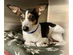 Rocky, Rat Terrier For Adoption In Houston, Texas