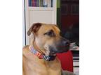 Adrian, Labrador Retriever For Adoption In Forest Hills, New York