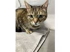 Gracie, Domestic Shorthair For Adoption In Greater Napanee, Ontario