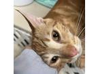Ricky, Domestic Shorthair For Adoption In Salem, New Hampshire