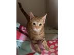 Biscuit, Domestic Shorthair For Adoption In Salem, New Hampshire