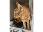 Teddy, Domestic Shorthair For Adoption In Salem, New Hampshire