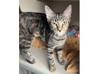 Misty, Domestic Shorthair For Adoption In Salem, New Hampshire