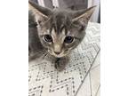 Clark, Domestic Shorthair For Adoption In Athens, Tennessee