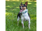 Penelope, Rat Terrier For Adoption In Tyler, Texas
