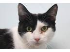 Wednesday, Domestic Shorthair For Adoption In E. Brookfield, Massachusetts